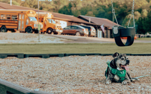 camping-dogs