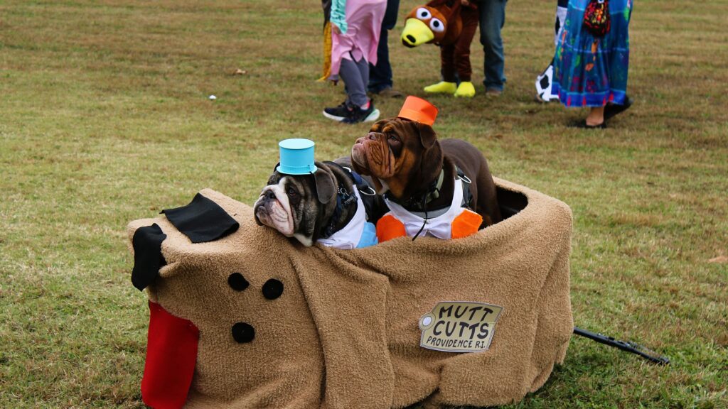 boo-springs-bulldogs-mutt-cutts-costume